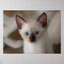 Search for veterinary posters Funny