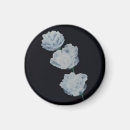 Search for trio magnets Flowers
