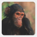 Search for animal park stickers Forest