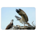 Search for osprey magnets Flying