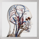 Search for lymphatic system posters Intricacy