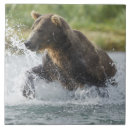 Search for salmon tiles Bear