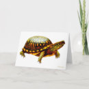 Search for terrapins cards Wildlife