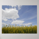Search for canola posters Agriculture