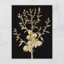 Search for flower bloom postcards Beautiful