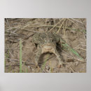 Search for toad posters Amphibian