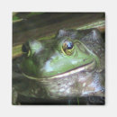 Search for bullfrog magnets Animal