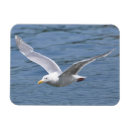 Search for flying birds magnets White