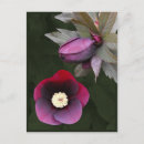 Search for hellebore postcards Green