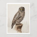 Search for bird print postcards Antique