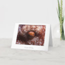 Search for octopus birthday cards Underwater