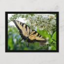 Search for butterfly postcards Black