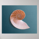 Search for nautilus shell art Ocean