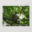 Search for singing bird Nature