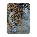 Search for jaguar magnets Big cats
