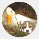 Search for beagle hound stickers Beagles