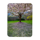 Search for cherry tree magnets Blossoms