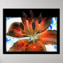 Search for lilly flower art Lilies