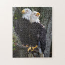 Search for american bald eagle puzzles Animal