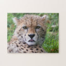 Search for baby cheetah puzzles Wild