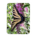 Search for swallowtail butterfly magnets Nature