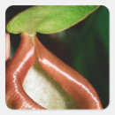 Search for pitcher stickers Nature