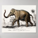 Search for wild africa posters Elephant