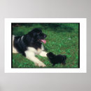 Search for newfoundland posters Puppy