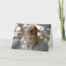 Search for retriever photography Cheerful