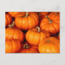 Search for pumpkin image postcards Pumpkins