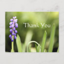 Search for blue hyacinth postcards Hyacinths