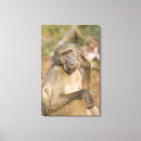 Search for baboon art Sitting