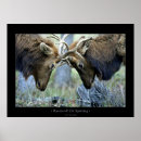 Search for spars posters Nature