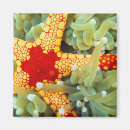 Search for sealife magnets Reef
