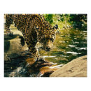 Search for wildcat posters Natural environment
