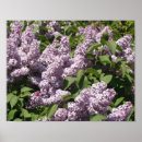 Search for lilac bushes posters Lilacs