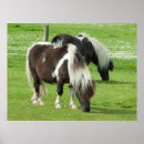Search for purebred posters Horse