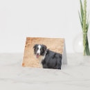 Search for border collie cards Black