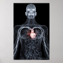 Search for part human posters Body