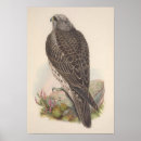 Search for young bird posters Nature