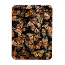 Search for natural pattern magnets Insect