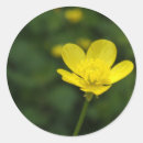 Search for buttercup stickers Yellow