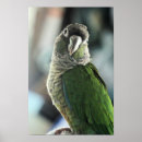 Search for conures art Pet