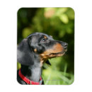 Search for short haired miniature dachshund magnets Black and tan