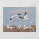 Search for apache postcards Nature