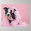 Search for puppy Photography