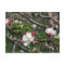 02 Apple Blossoms Winchester VA Postcard
