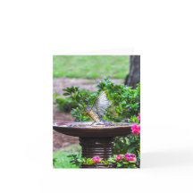 030 Bluebird Bath Note Card 4.25x5.5 Matte