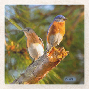 040 Bluebird Courtship 4x4 Glass Coaster