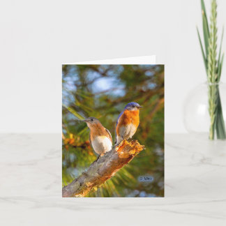 040 Bluebird Courtship Note Card 4.25x5.5 Matte